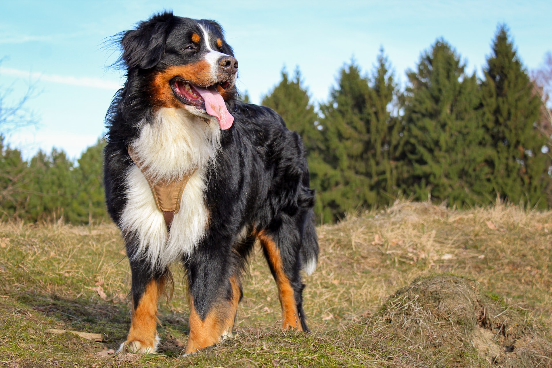 11 Ways to Completely Sabotage Your bernese mountain dog australia