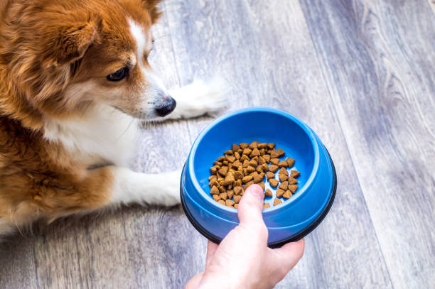 17 Reasons Why You Should Ignore old glory dog food