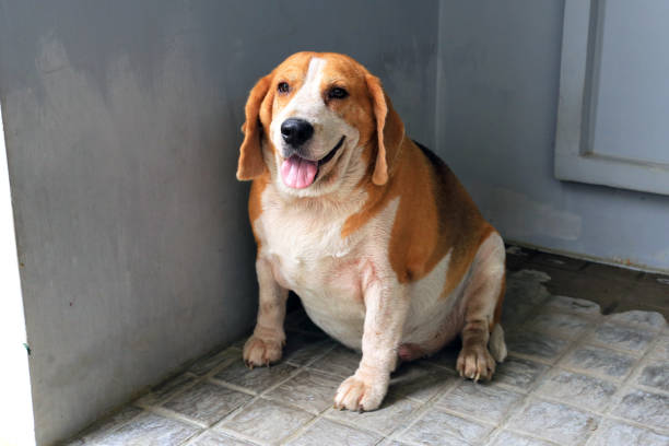 What’s Holding Back the fattest dog in the world Industry?