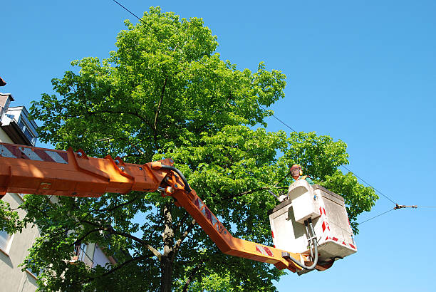 Nurture Forests for a Greenery with Tree Maintenance Services